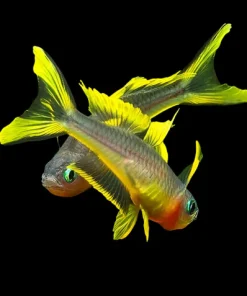 Forktail Blue Eye Rainbow (Pseudomugil furcatus) For Sale Canada | Nano Rainbow Fish