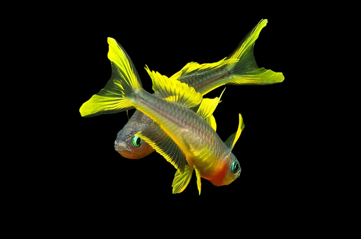 Forktail Blue Eye Rainbow (Pseudomugil furcatus) For Sale Canada | Nano Rainbow Fish