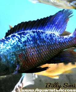 FOSSOROCHROMIS ROSTRATUS *SAND DIVER* (HOUSEBRED)