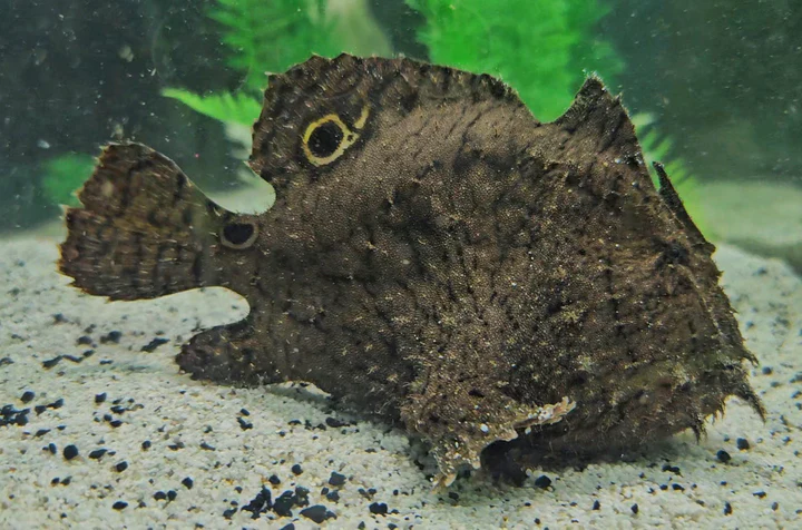 Freshwater Frogfish (Antennarius biocellatus) Canada | Rare Brackish Anglerfish