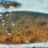 Freshwater River Sole for Sale in Canada | Buy Brachirus panoides