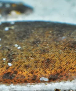 Freshwater River Sole for Sale in Canada | Buy Brachirus panoides