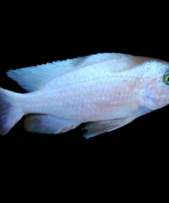 FRYERI WHITE KNIGHT (Sciaenochromis fryeri *white knight*)
