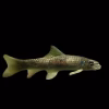Garra Rufa (Garra rufa) Doctor Fish for Sale Canada | Algae Eating Fish