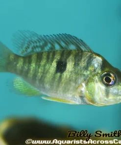 GEOPHAGUS BALZANI (Gymnogeophagus balzanii) ATA2402
