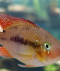 GEOPHAGUS BAHIA RED (geophagus Brasiliensis .sp Bahia Red) 2.5"