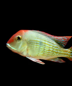 GEOPHAGUS RED HEAD TAPAJOS (Geophagus sp. 'orange head')