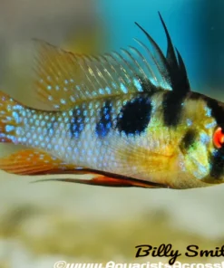 GERMAN BLUE RAM (Mikrogeophagus ramirezi)