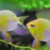 German Gold Ram Balloon (Mikrogeophagus ramirezi) for Sale Canada | Premium Balloon Ram Cichlid