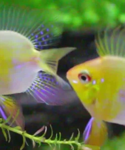 German Gold Ram Balloon (Mikrogeophagus ramirezi) for Sale Canada | Premium Balloon Ram Cichlid