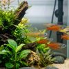 Gertrude Rainbow (Pseudomugil gertrudae) for Sale Canada | Premium Blue-Eyed Rainbowfish