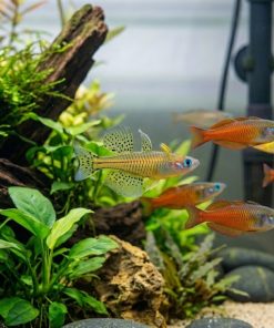 Gertrude Rainbow (Pseudomugil gertrudae) for Sale Canada | Premium Blue-Eyed Rainbowfish