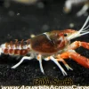 Ghost Crayfish (Procambarus clarkii sp.) for Sale Canada | Rare Freshwater Crayfish