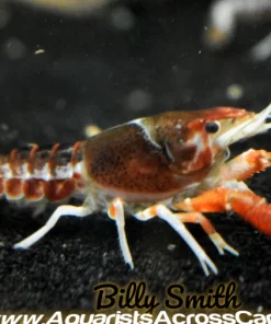Ghost Crayfish (Procambarus clarkii sp.) for Sale Canada | Rare Freshwater Crayfish