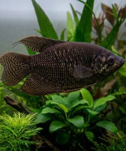Croaking Gourami (Trichopsis vittata) for Sale Canada | Peaceful Freshwater Gourami
