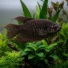 Giant Chocolate Gourami (Sphaerichthys acrostoma) for Sale Canada | Rare Freshwater Gourami