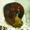 Giant Yellow Spotted Rabbit Snail (Tylomelania sp.) for Sale Canada | Rare Aquarium Snail