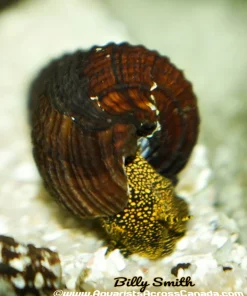 Giant Yellow Spotted Rabbit Snail (Tylomelania sp.) for Sale Canada | Rare Aquarium Snail