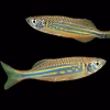 Giant Danio (Devario aequipinnatus) for Sale Canada | Large Freshwater Aquarium Fish
