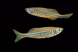 Giant Danio (Devario aequipinnatus) for Sale Canada | Large Freshwater Aquarium Fish