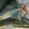Glass Bloodfin Tetra (Prionobrama filigera) For Sale Canada | Transparent Schooling Fish