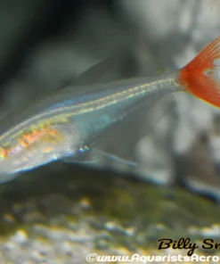 Glass Bloodfin Tetra (Prionobrama filigera) For Sale Canada | Transparent Schooling Fish