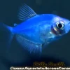 Glo Cosmic Blue Tetra (Gymnocorymbus ternetzi) for Sale Canada | Fluorescent Blue Community Fish
