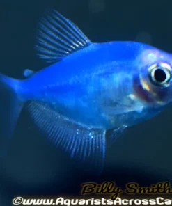 Glo Cosmic Blue Tetra (Gymnocorymbus ternetzi) for Sale Canada | Fluorescent Blue Community Fish