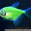 Glo Electric Green Tetra (Gymnocorymbus ternetzi) for Sale Canada | Fluorescent Green Community Fish
