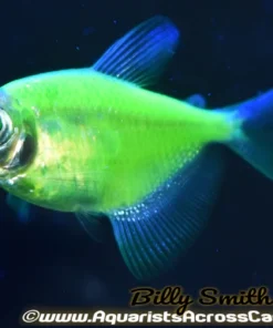 Glo Electric Green Tetra (Gymnocorymbus ternetzi) for Sale Canada | Fluorescent Green Community Fish