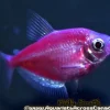 Glo Galactic Purple Tetra (Gymnocorymbus ternetzi) for Sale Canada | Fluorescent Purple Community Fish