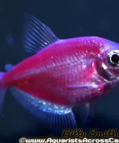 Glo Galactic Purple Tetra (Gymnocorymbus ternetzi) for Sale Canada | Fluorescent Purple Community Fish