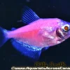 Glo Moonrise Pink Tetra (Gymnocorymbus ternetzi) for Sale Canada | Fluorescent Community Fish