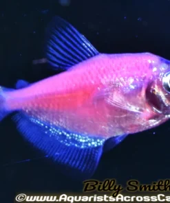 Glo Moonrise Pink Tetra (Gymnocorymbus ternetzi) for Sale Canada | Fluorescent Community Fish
