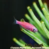 Glo Red Zebra Danio (Danio rerio sp.) for Sale Canada | Fluorescent Aquarium Fish