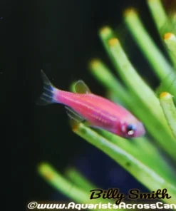 Glo Red Zebra Danio (Danio rerio sp.) for Sale Canada | Fluorescent Aquarium Fish