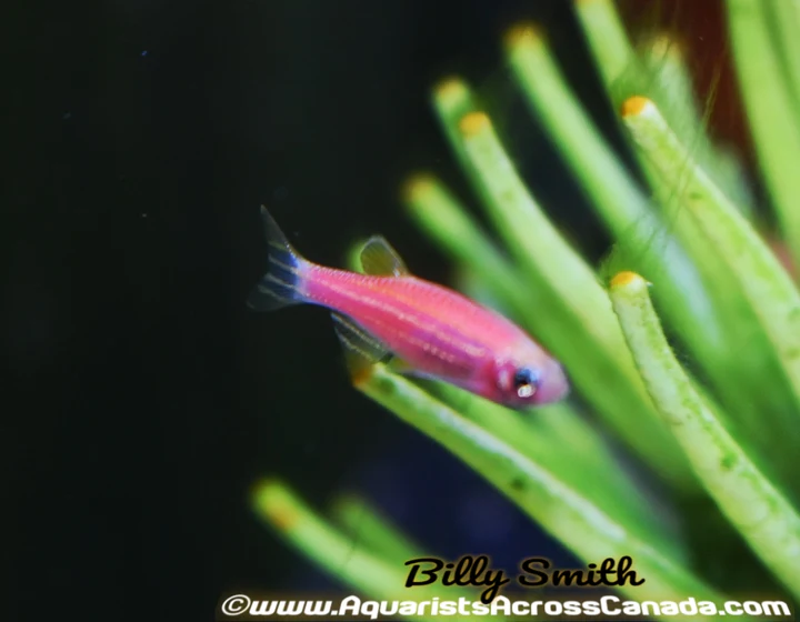 Glo Red Zebra Danio (Danio rerio sp.) for Sale Canada | Fluorescent Aquarium Fish