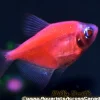 Glo Starfire Red Tetra for Sale Canada | Buy Starfire Red Glo Tetra