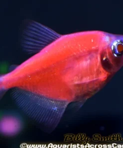 Glo Starfire Red Tetra for Sale Canada | Buy Starfire Red Glo Tetra