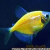 Glo Tetra Sunburst Orange for Sale Canada | Buy Orange Glo Tetra