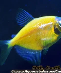 Glo Tetra Sunburst Orange for Sale Canada | Buy Orange Glo Tetra