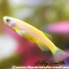 Glo Yellow Danio (Danio rerio sp.) for Sale Canada | Fluorescent Aquarium Fish