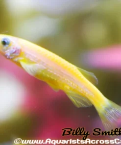 Glo Yellow Danio (Danio rerio sp.) for Sale Canada | Fluorescent Aquarium Fish