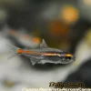 Glowlight Tetra (Hemigrammus erythrozonus) for Sale Canada | Buy Glowlight Tetra