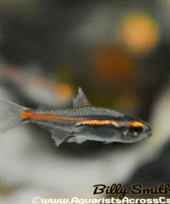 Glowlight Tetra (Hemigrammus erythrozonus) For Sale Canada | Peaceful Schooling Fish