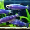 Glo Cosmic Blue Danio (Danio rerio sp.) for Sale Canada | Fluorescent Blue Aquarium Fish
