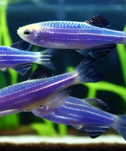 Glo Cosmic Blue Danio (Danio rerio sp.) for Sale Canada | Fluorescent Blue Aquarium Fish