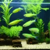 Glo Electric Green Danio (Danio rerio sp.) for Sale Canada | Fluorescent Aquarium Fish