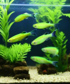 Glo Electric Green Danio (Danio rerio sp.) for Sale Canada | Fluorescent Aquarium Fish