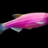 Glo Galactic Purple Danio (Danio rerio sp.) for Sale Canada | Fluorescent Aquarium Fish